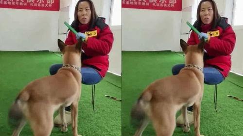 狗培训视频在线观看,精选在线视频教程一览 第1张 狗培训视频在线观看,精选在线视频教程一览 第1张