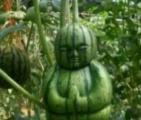 澳洲网红吃瓜事件真相,真相背后竟是这样！  第2张